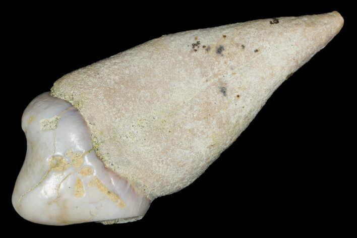 Rooted Fossil Sea Lion (Allodesmus) Tooth - Bakersfield, CA #175179